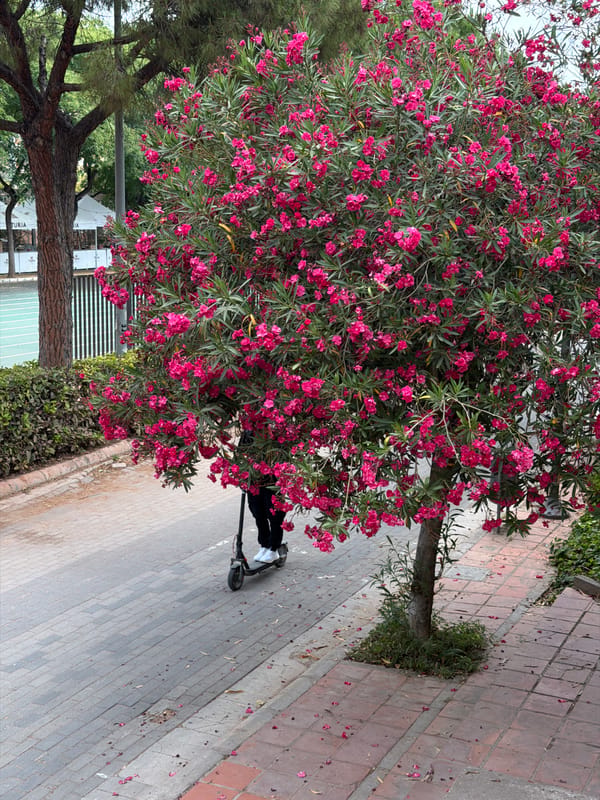 Active morning on a tree-lined path with cyclists, joggers, and a tourist bus