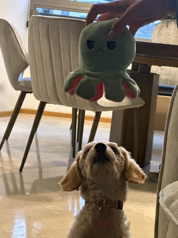 Poodle and owner play with stuffed octopus toy