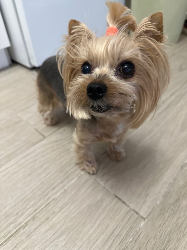 Yorkshire Terrier photographed on wood floor in Sofia