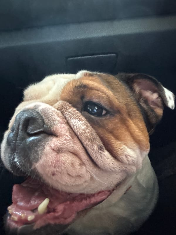 Bulldog chills in car during Mexico City stop