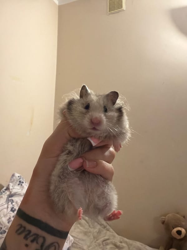 Pet hamster photoshoot documented in Tallinn residence