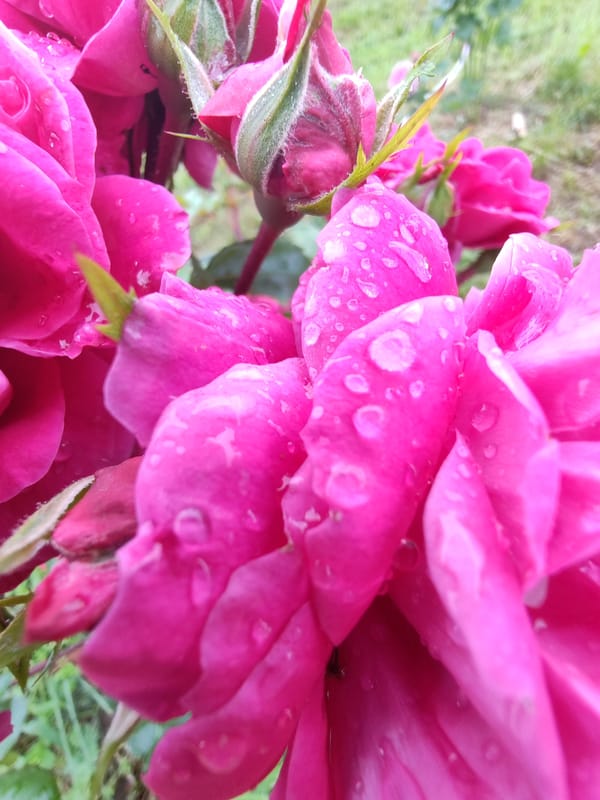 Rainy summer morning at home in rural Chukhloma, Russia