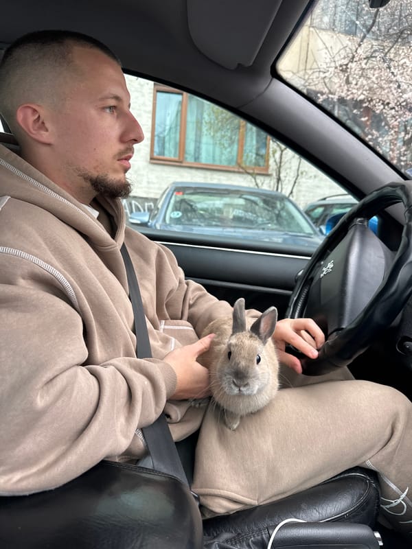Couple travels with pet rabbit in car