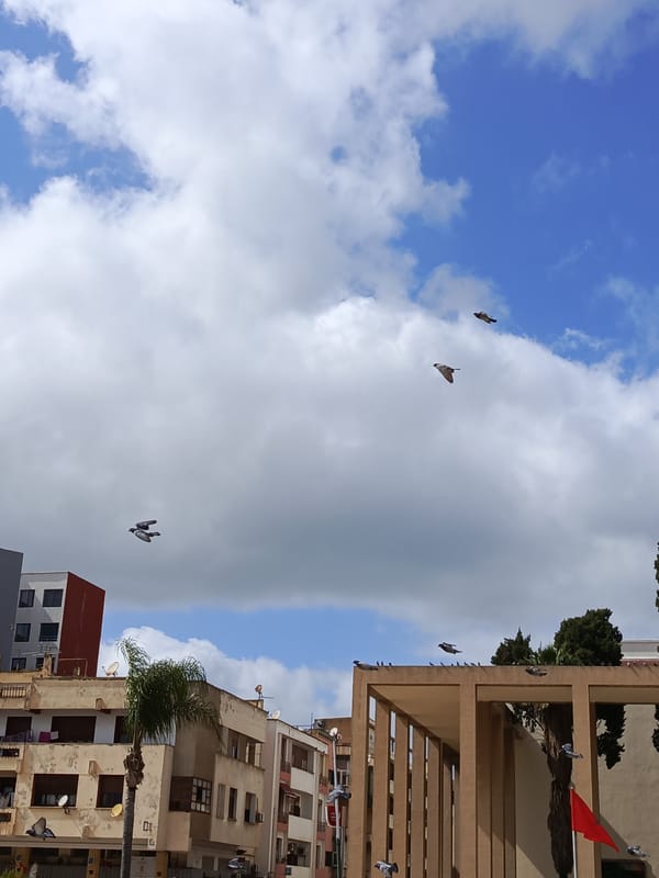 Motorcyclist documents pigeon-filled plaza in Meknes, Morocco