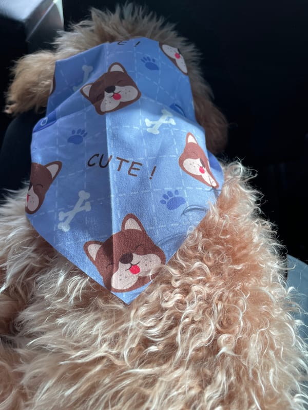 Dog in decorative bandana photographed in Artimet, Armenia