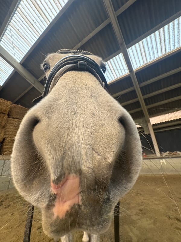Horse documented at Belgian equestrian facility in Estaimpuis