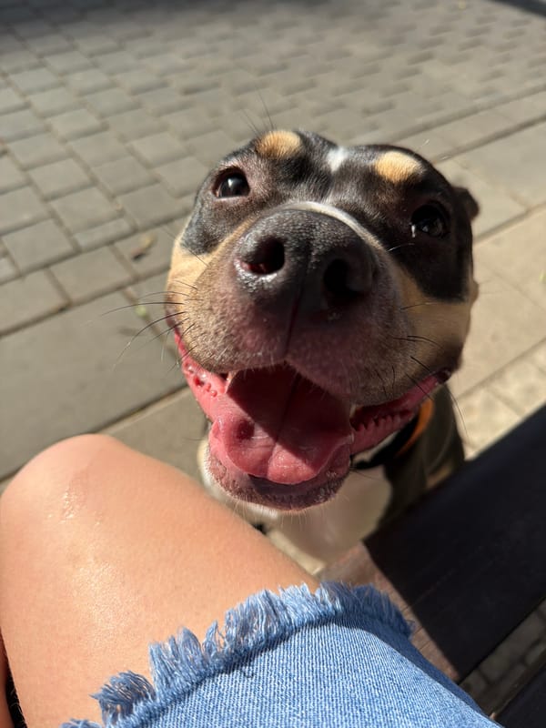 Person sits with two dogs on Tel Aviv sidewalk