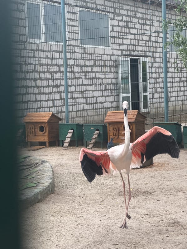 Zoo visit and home activities documented over morning hours