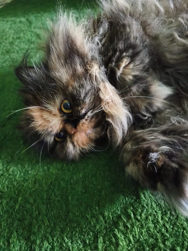 Fluffy tortoiseshell cat lounging and posing around the house