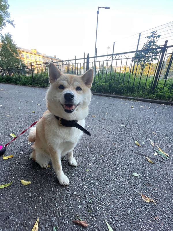 Shiba Inu in a Saint Petersburg park, city wear all around