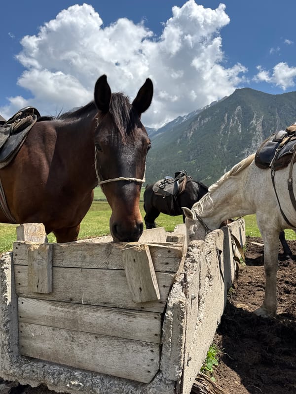 Horses gather for morning feeding, riding in Russian mountain village