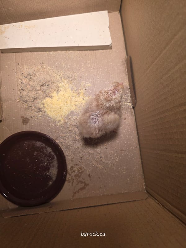 Small animals documented in care setup in Bulgarian village