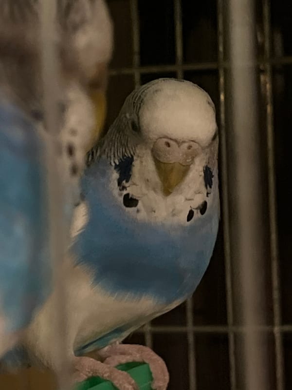 Caged budgerigars observed in Shumen, Bulgaria evening hours