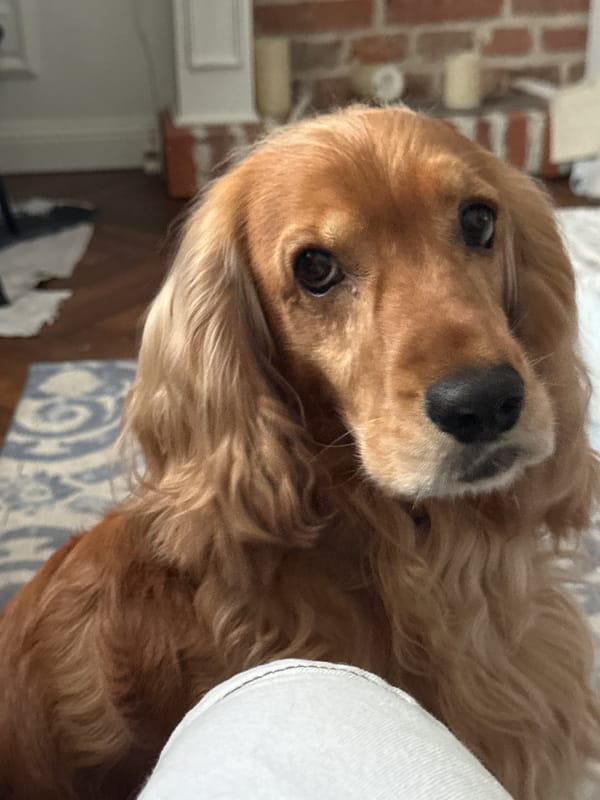 Golden spaniel up close, resting and posing indoors