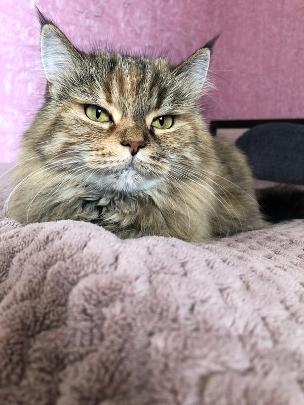 Tabby and tortoiseshell cats lounging on a cozy blanket