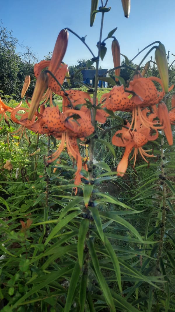 Summer garden life in Shklov: cats, flowers, and blue skies