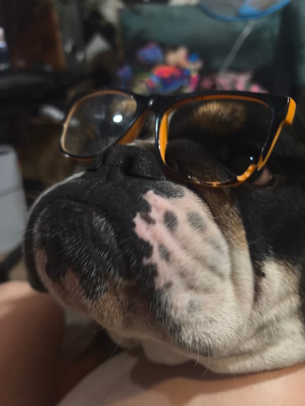 Bulldog Models Glasses with Decorative Skulls in Noviy