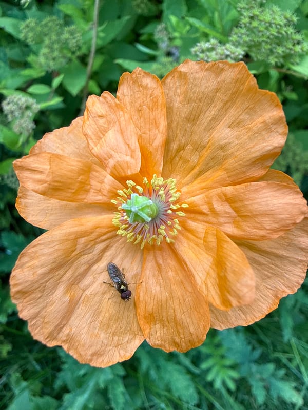 A Russian dacha garden in peak summer bloom