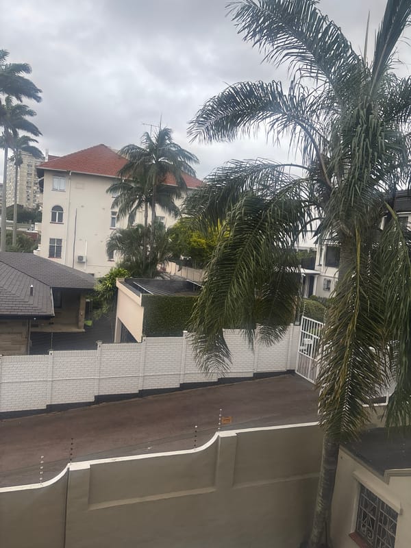 Palm trees frame urban street scene in Durban