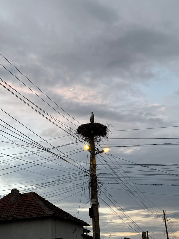 Stork spotted nesting on utility pole in Kozloduy
