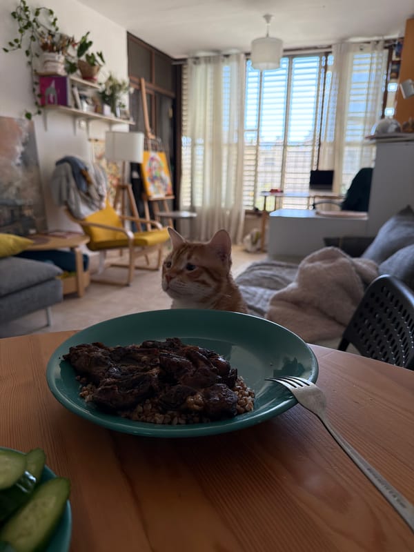 Cat observes meal of meat and buckwheat in Bat Yam