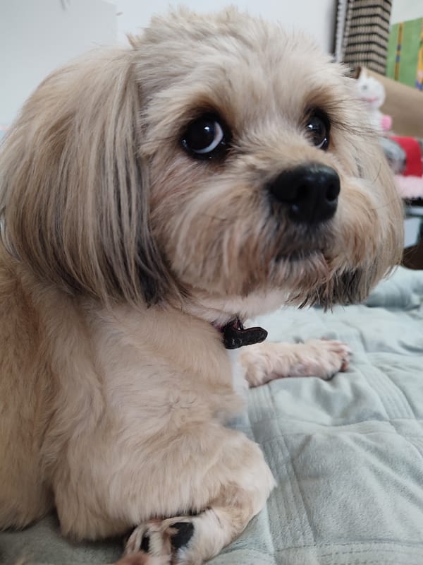 Fluffy small dog looks up at the camera, Russia