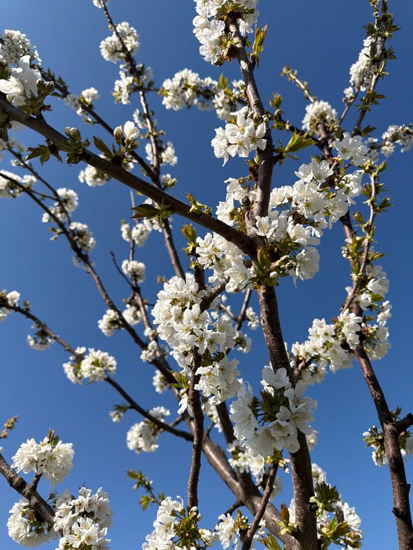 Spring blossoms bloom across Rossiyskiy, Russia residential areas