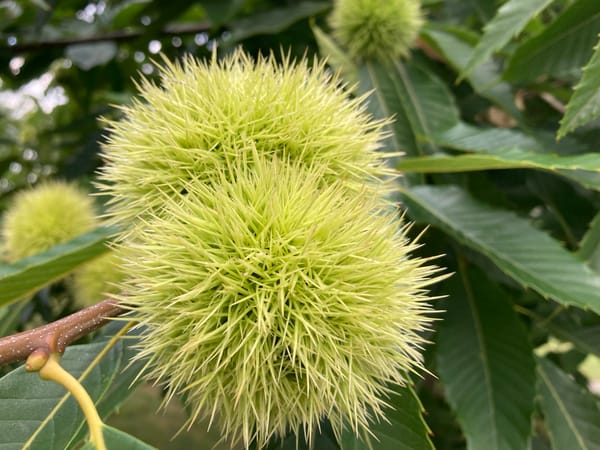 Green chestnut burrs ripening on a branch in Camargo