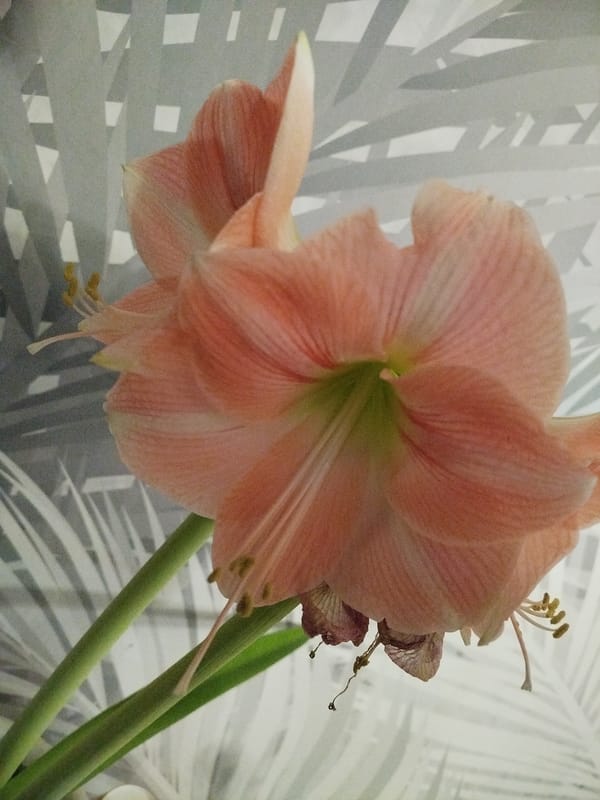 Indoor moments captured: blooming flower and resting figure