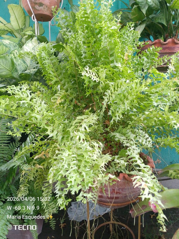 Potted Fern Spotted on Metal Stand in Outdoor Setting