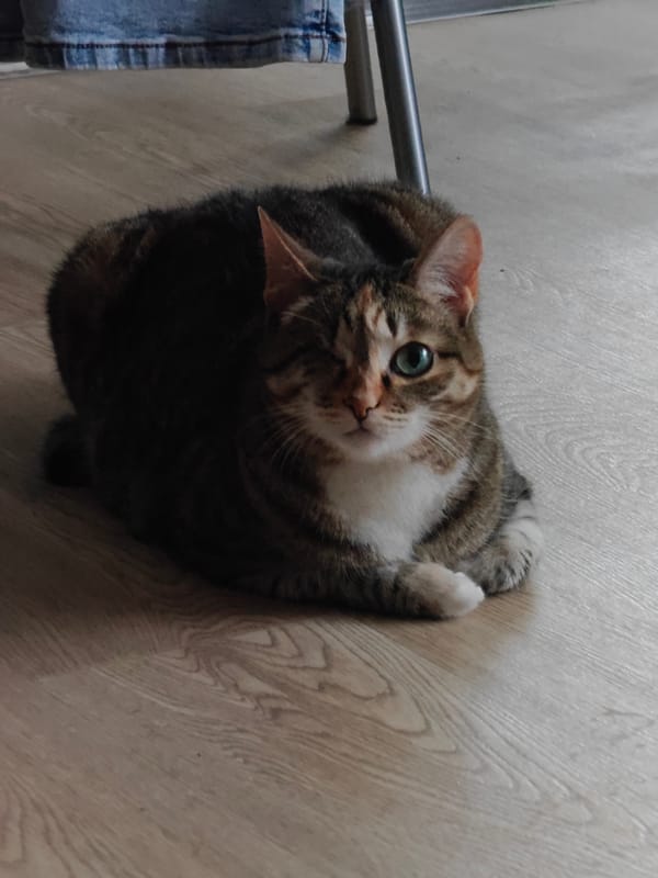 One-eyed tabby cat rests quietly on a wooden floor.