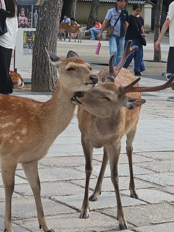 Sika deer display social grooming near Nara's Tōdai-ji Temple