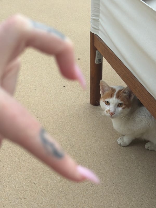 Person works outdoors with laptop, cat in Dubai