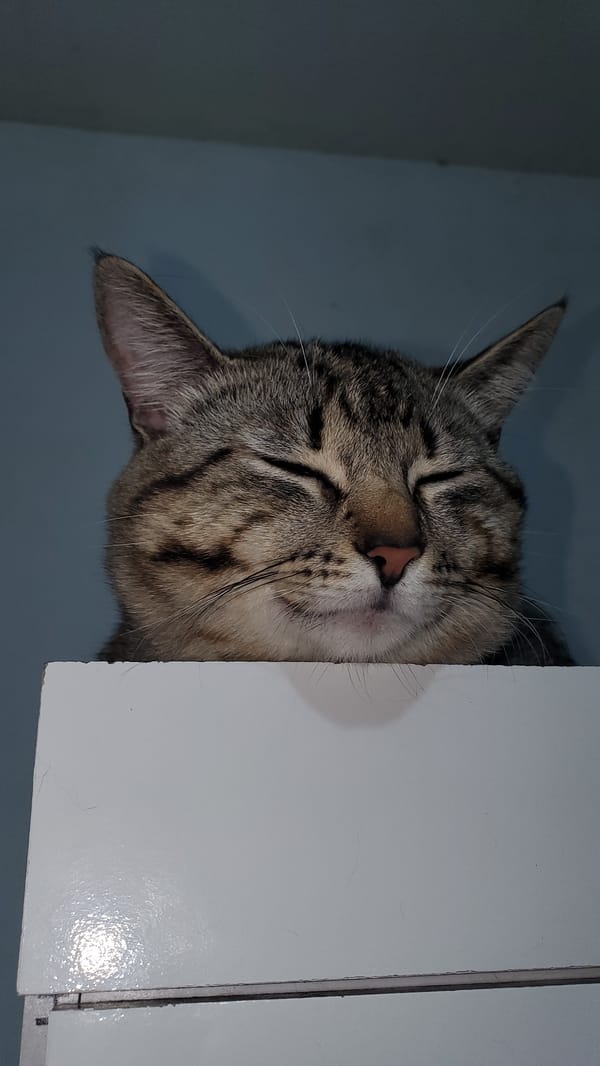 Tabby cat photographed in relaxed poses in Curitiba home