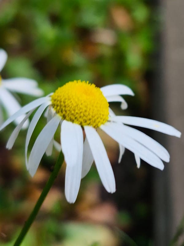 Macro garden walk: flowers, berries, and one tiny insect