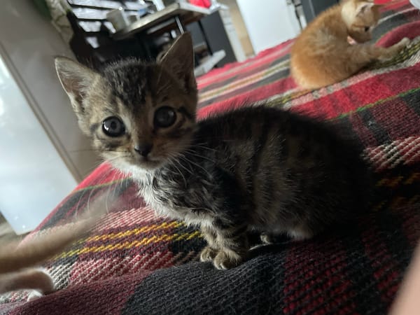Kittens play on blankets in Bulgarian town