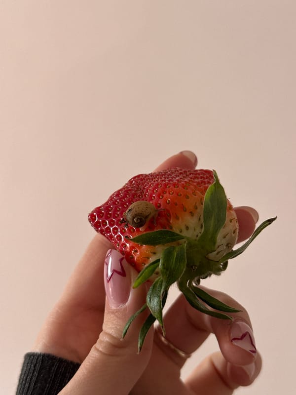 Spring moments in Novi Sad: garden discovery and market scene