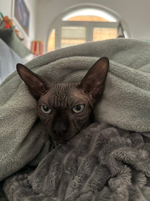 Cats spotted in separate Budva homes during morning hours