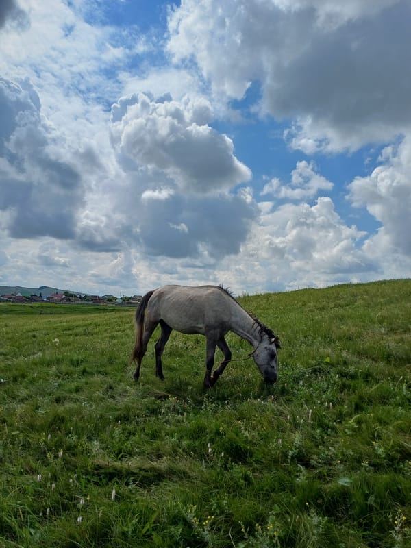 Gray horse grazing near a water tower in rural Нигаматово