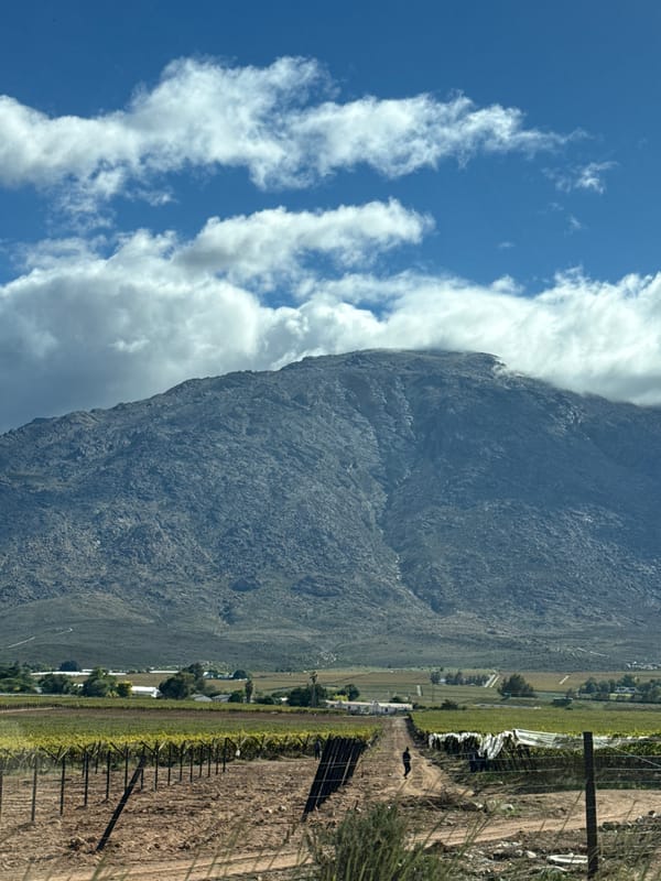 Rural vineyard landscape documented in South Africa's Breede Valley