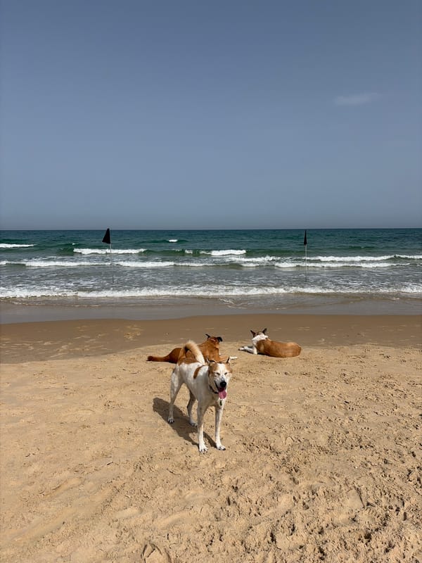 Three dogs spotted on Tel Aviv beach near Mediterranean shoreline