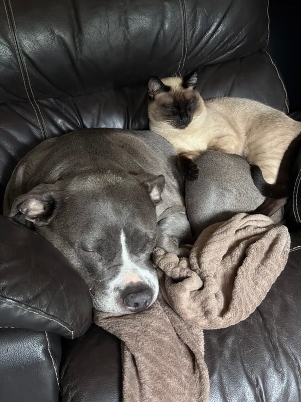 Cozy afternoon: pets nap together, strawberries enjoyed in Luxembourg home