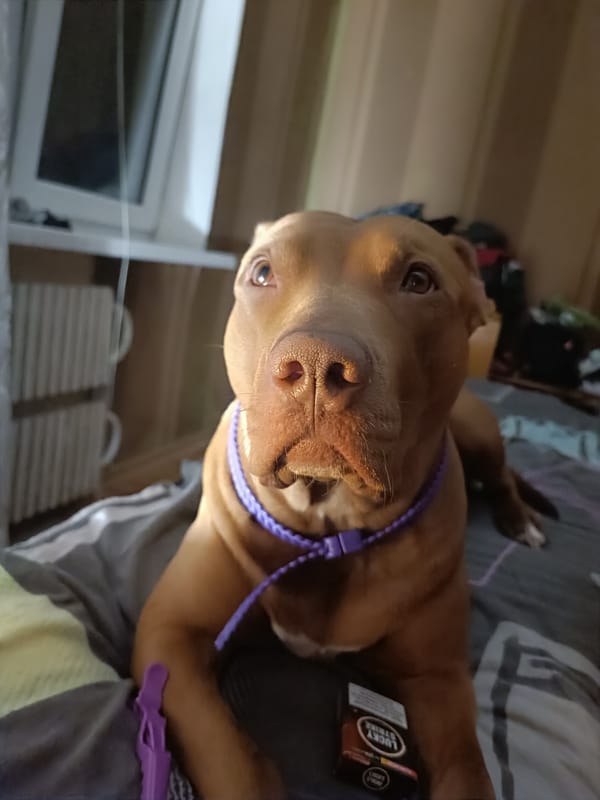Fawn dog with purple collar lounging on a gray comforter
