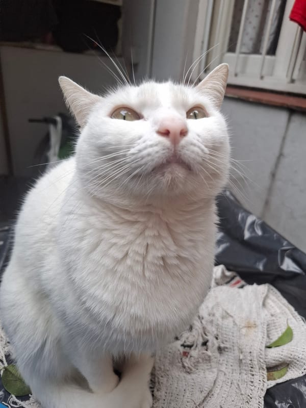 White cat observed gazing upward in Wilde, Argentina