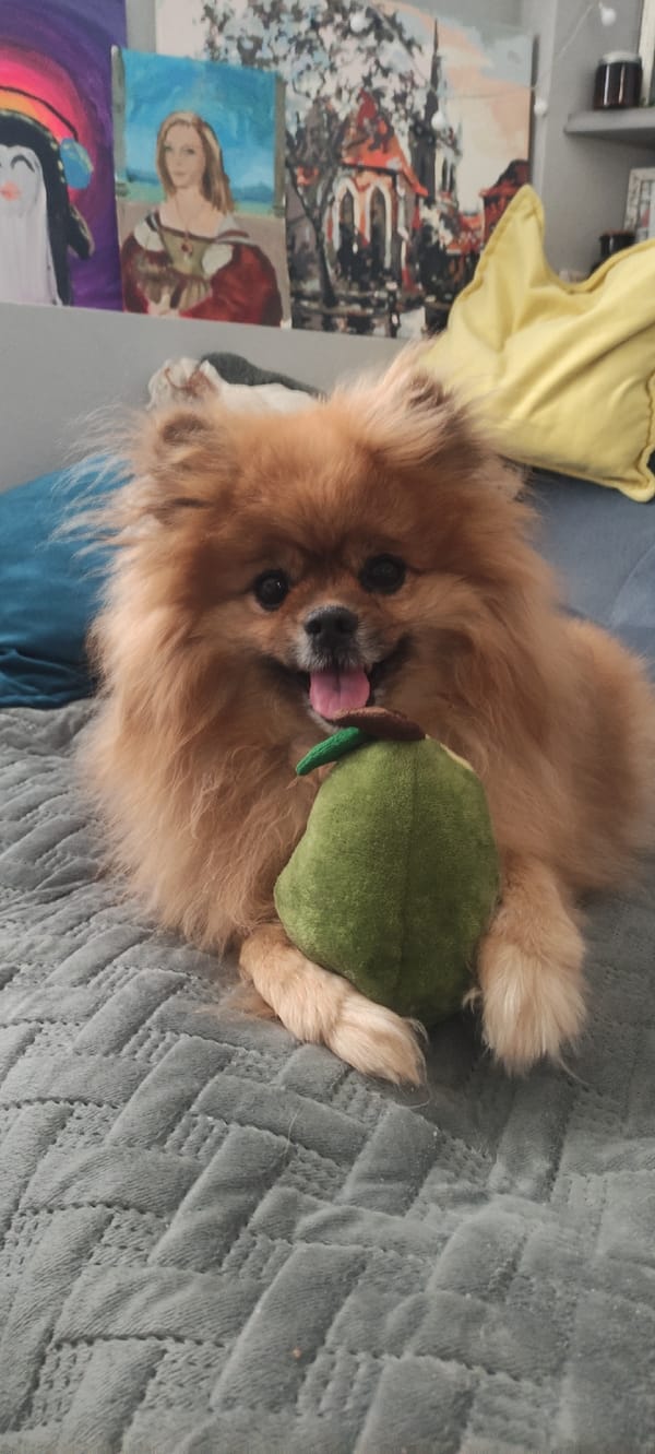 Pomeranian dog plays with toy on bed in Russia