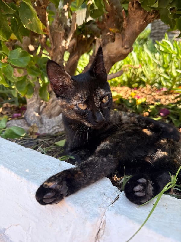 Bodrum morning: street kitten and sunny garden shots