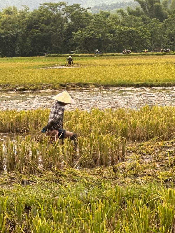 Rice harvest underway in Mai Chau paddies, Vietnam