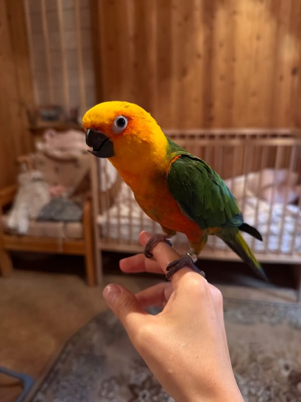 Sun conure perched on a finger in Udelnaya, Russia