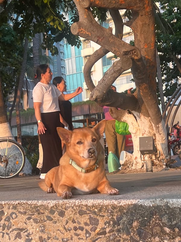 Evening moments captured along Nha Trang seawall and beach