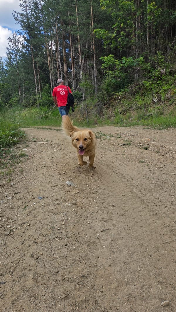Friendly stray dog meets hikers on a forest trail in Bania